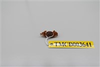 藏品(雙扇股窗蟹)的圖片